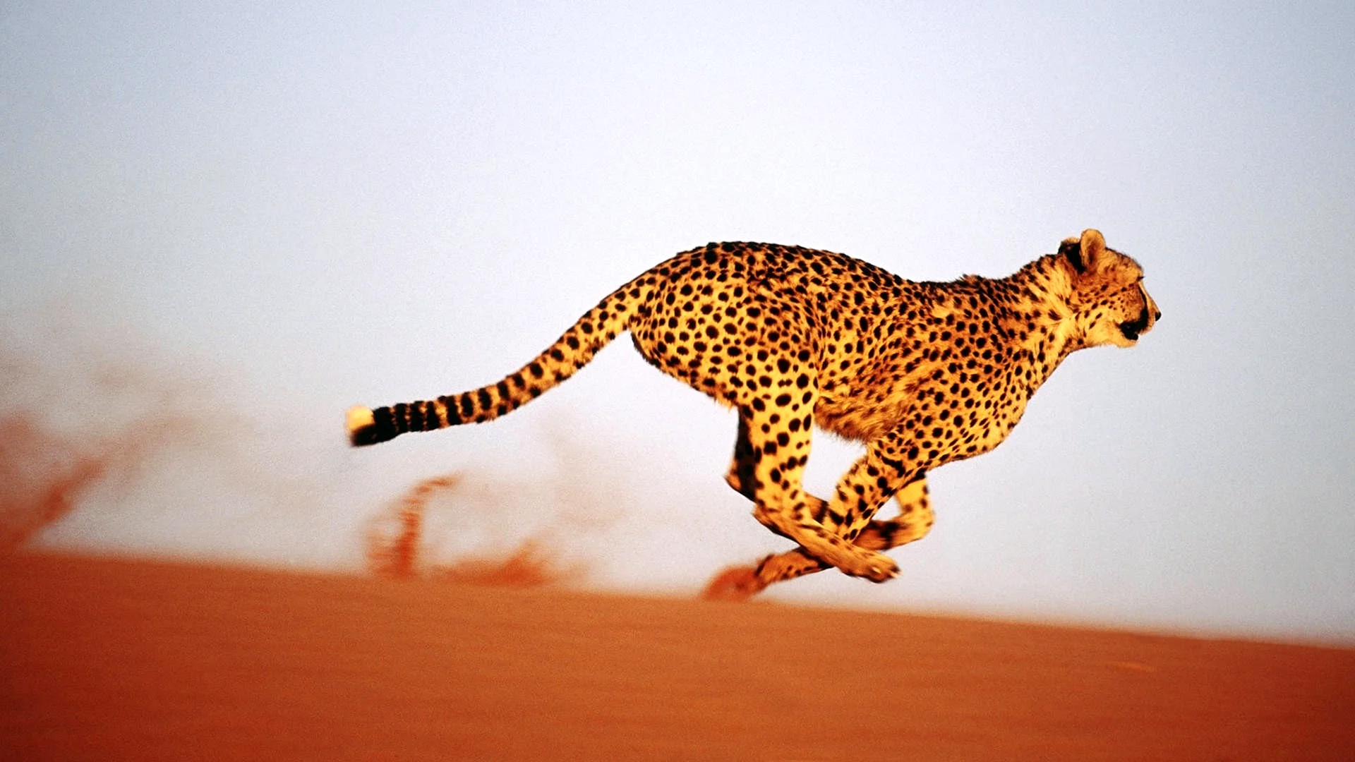 Cheetah Running Wallpaper