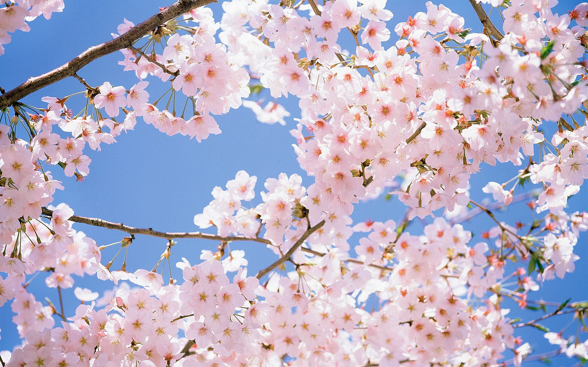 Cherry Blossom Wallpaper