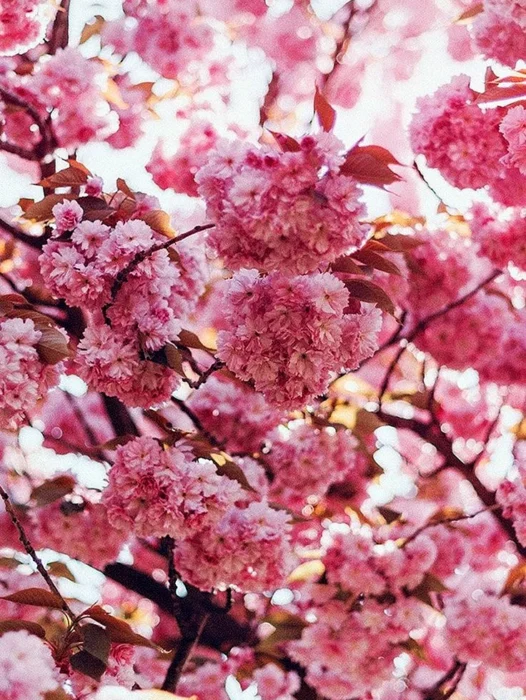 Cherry Blossom Wallpaper For iPhone