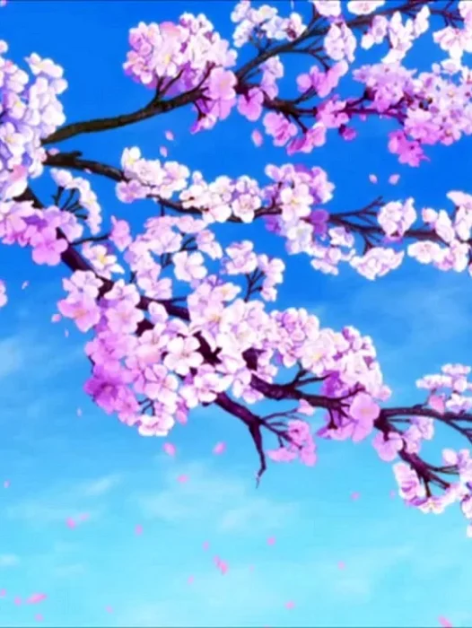 Cherry Blossom Anime Wallpaper