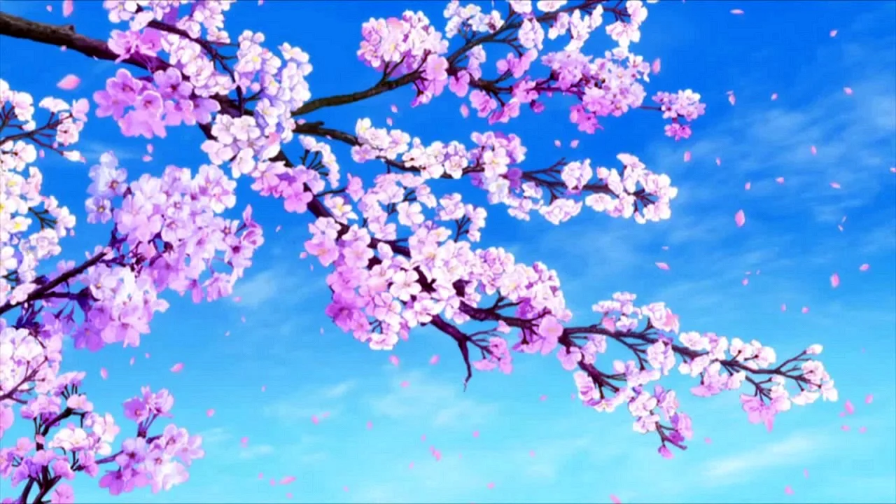 Cherry Blossom Anime Wallpaper