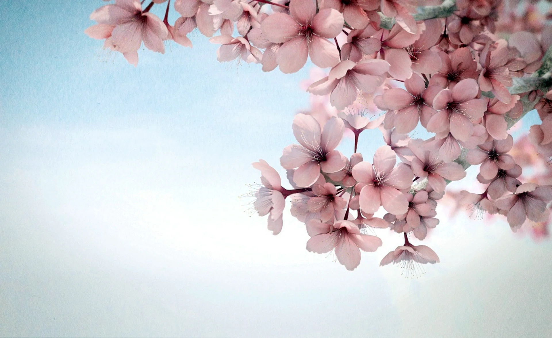 Cherry Blossom background