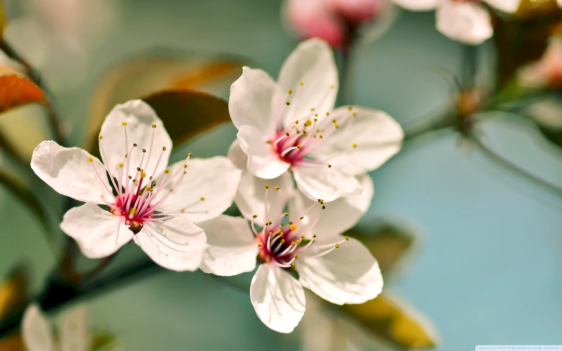 Cherry Blossom Flower