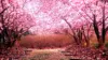 Cherry Blossom Garden Wallpaper