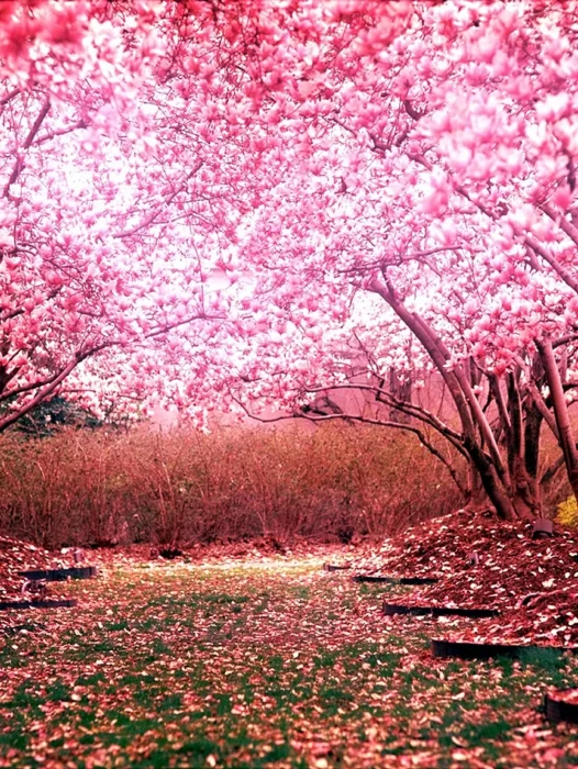 Cherry Blossom Garden Wallpaper