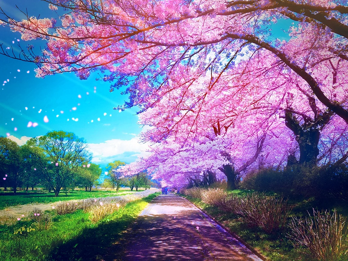 Cherry Blossom Path