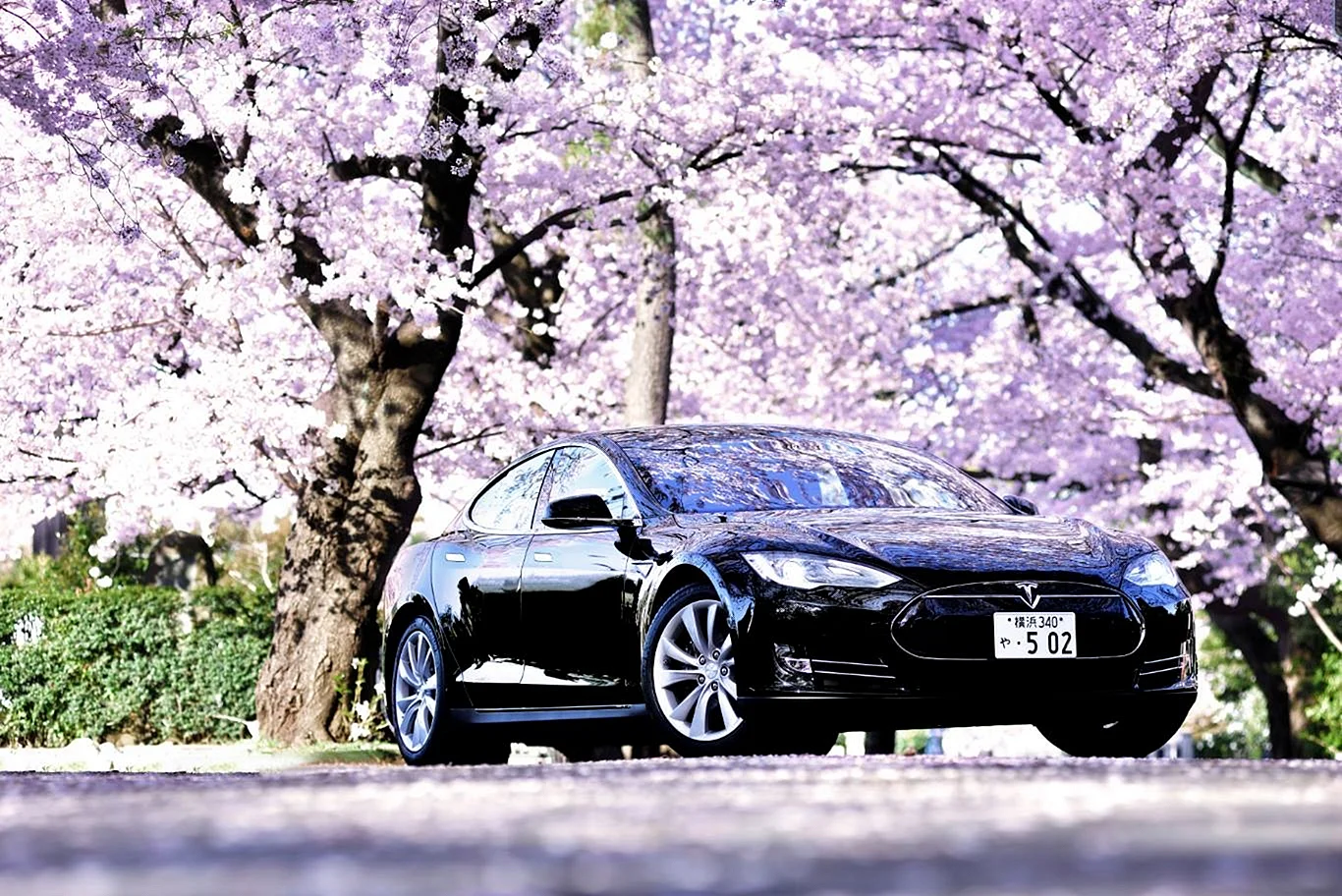 Cherry Blossoms Car Wallpaper