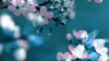 Cherry Blossoms In Japan Wallpaper For iPhone