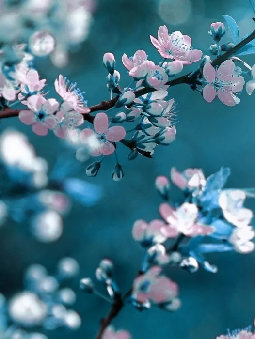 Cherry Blossoms In Japan Wallpaper For iPhone