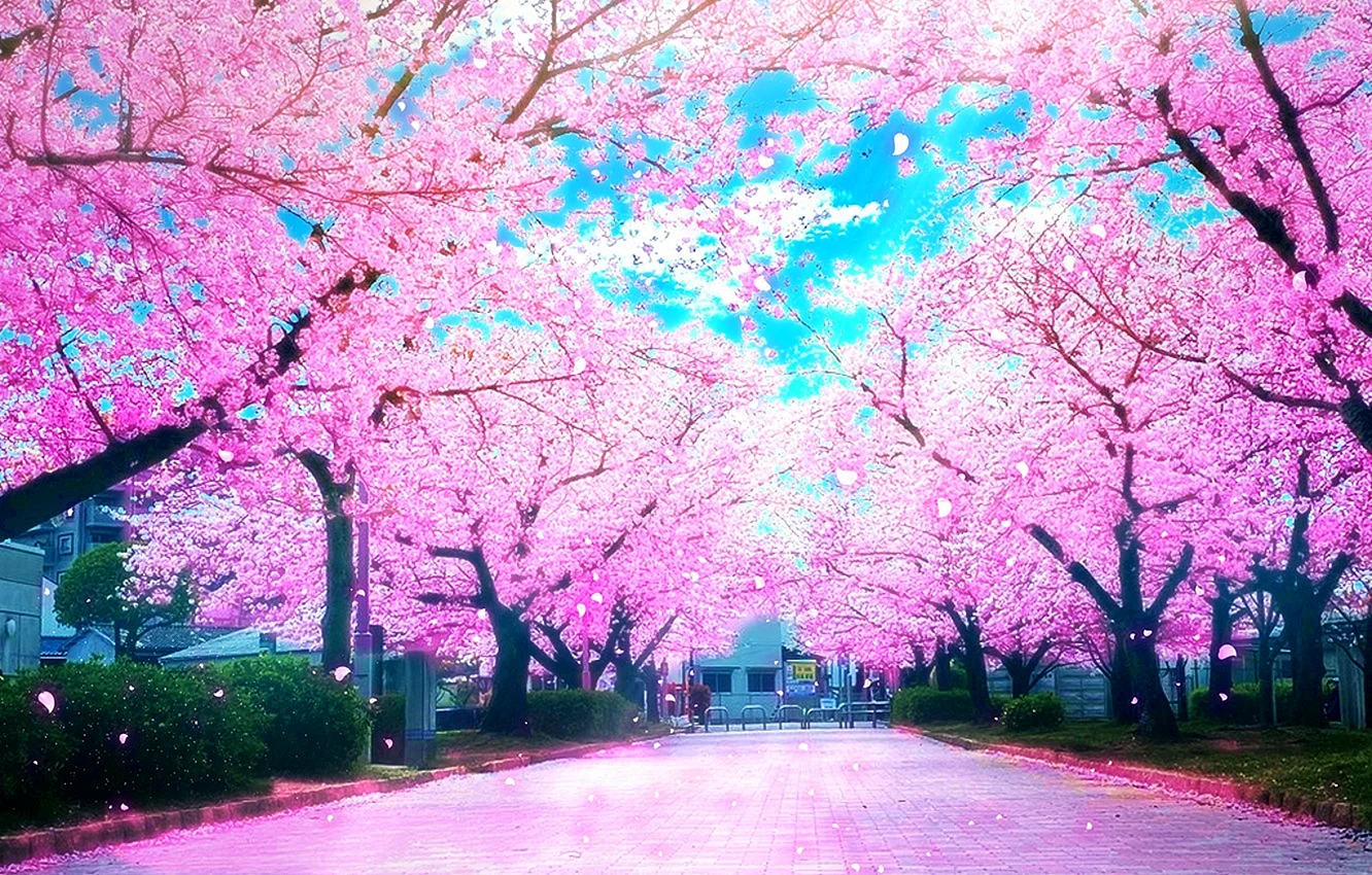 Cherry Blossoms In Japan Wallpaper