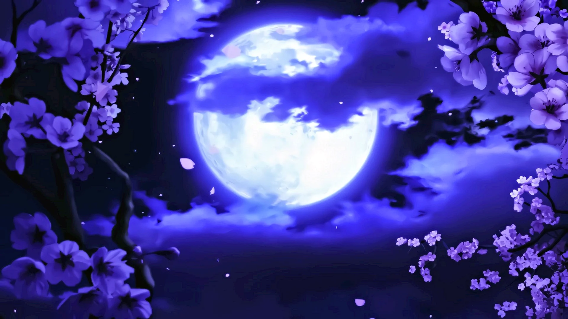 Cherry Blossom Night Anime Wallpaper