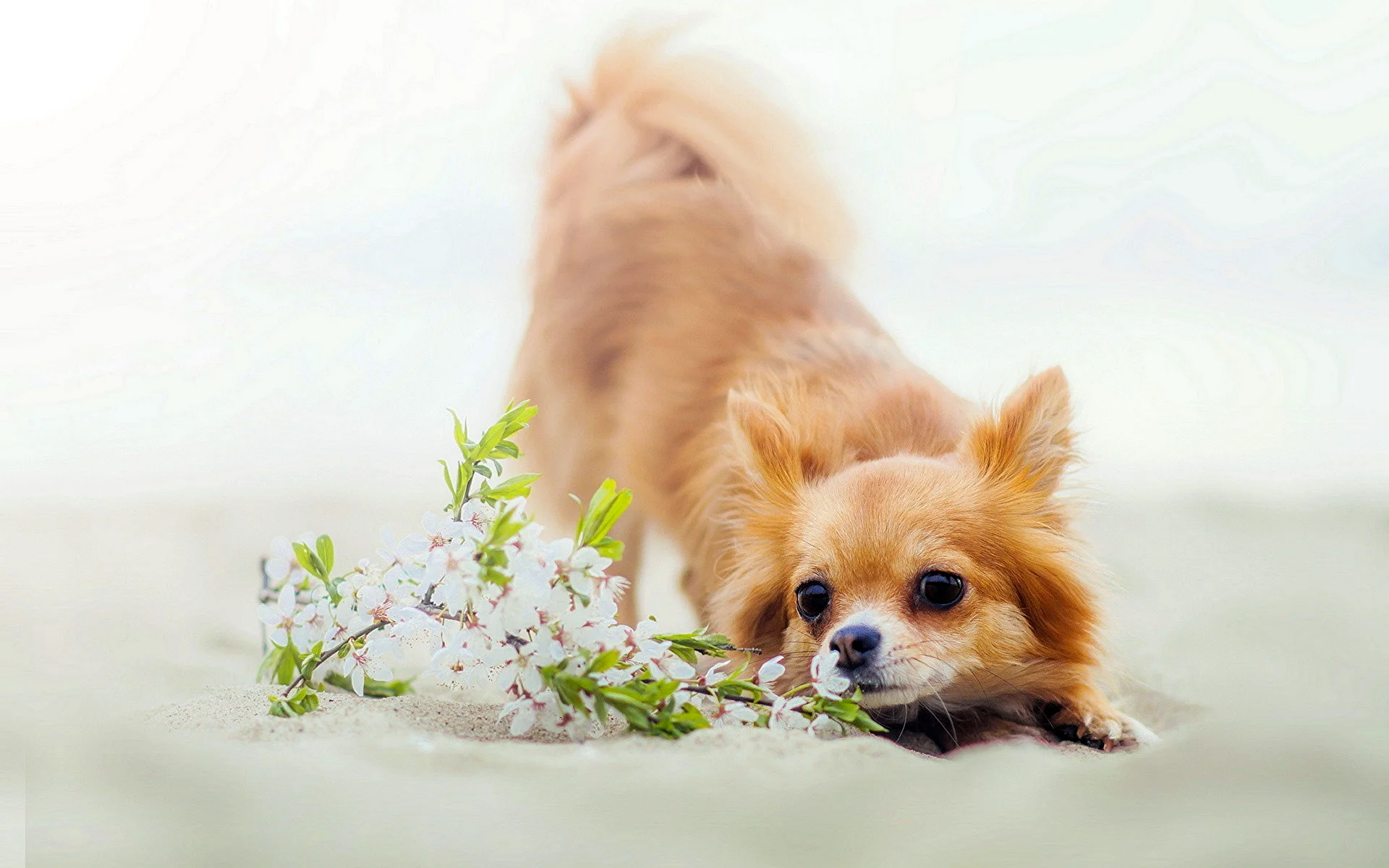 Chihuahua And Flowers Wallpaper