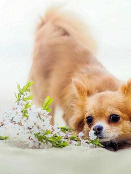 Chihuahua And Flowers Wallpaper