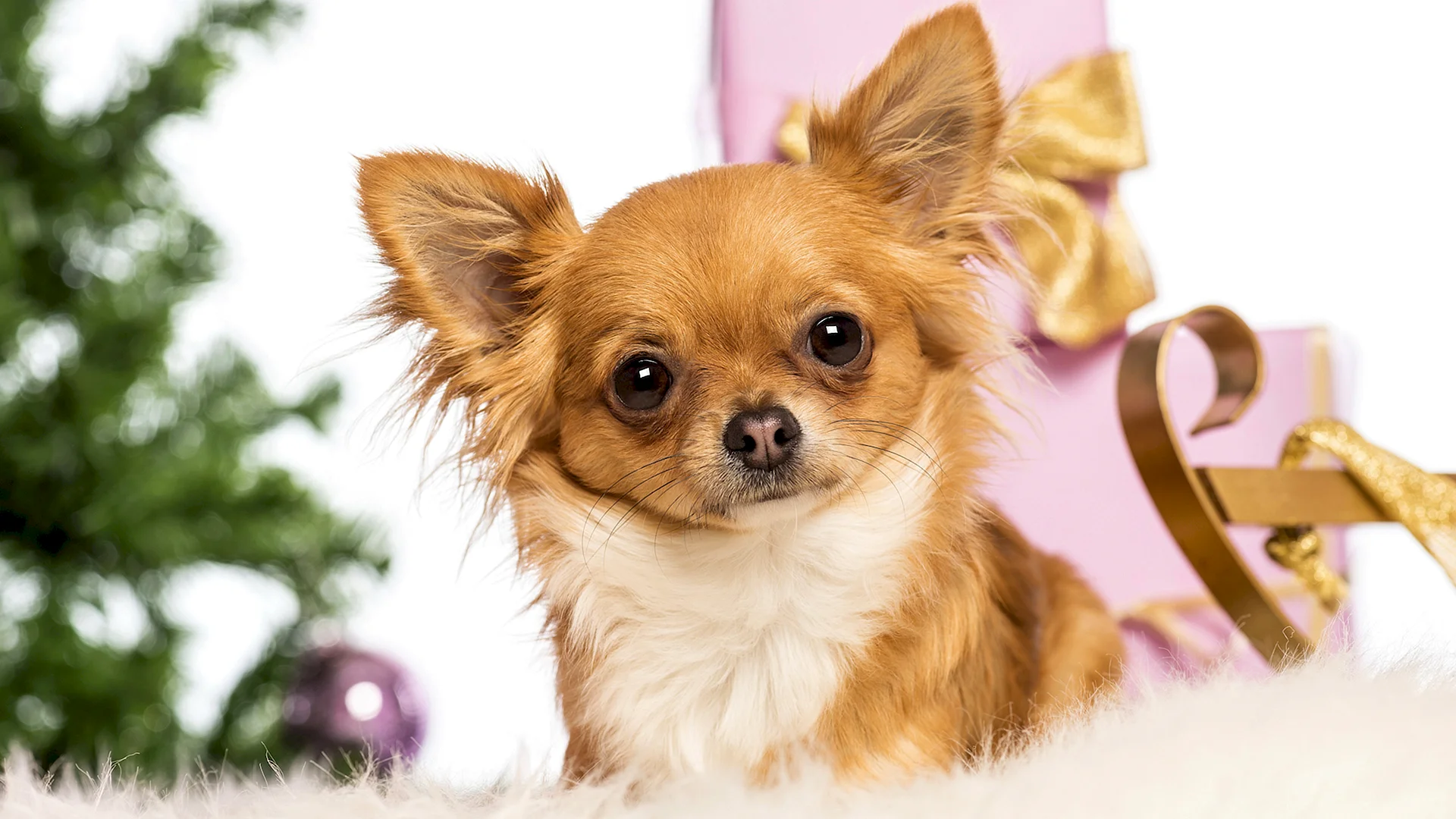 Chihuahua Dog Wallpaper