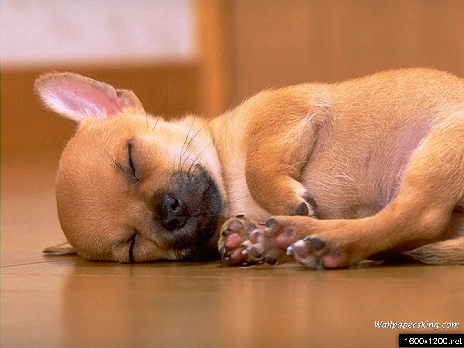 Chihuahua Sleeping Wallpaper