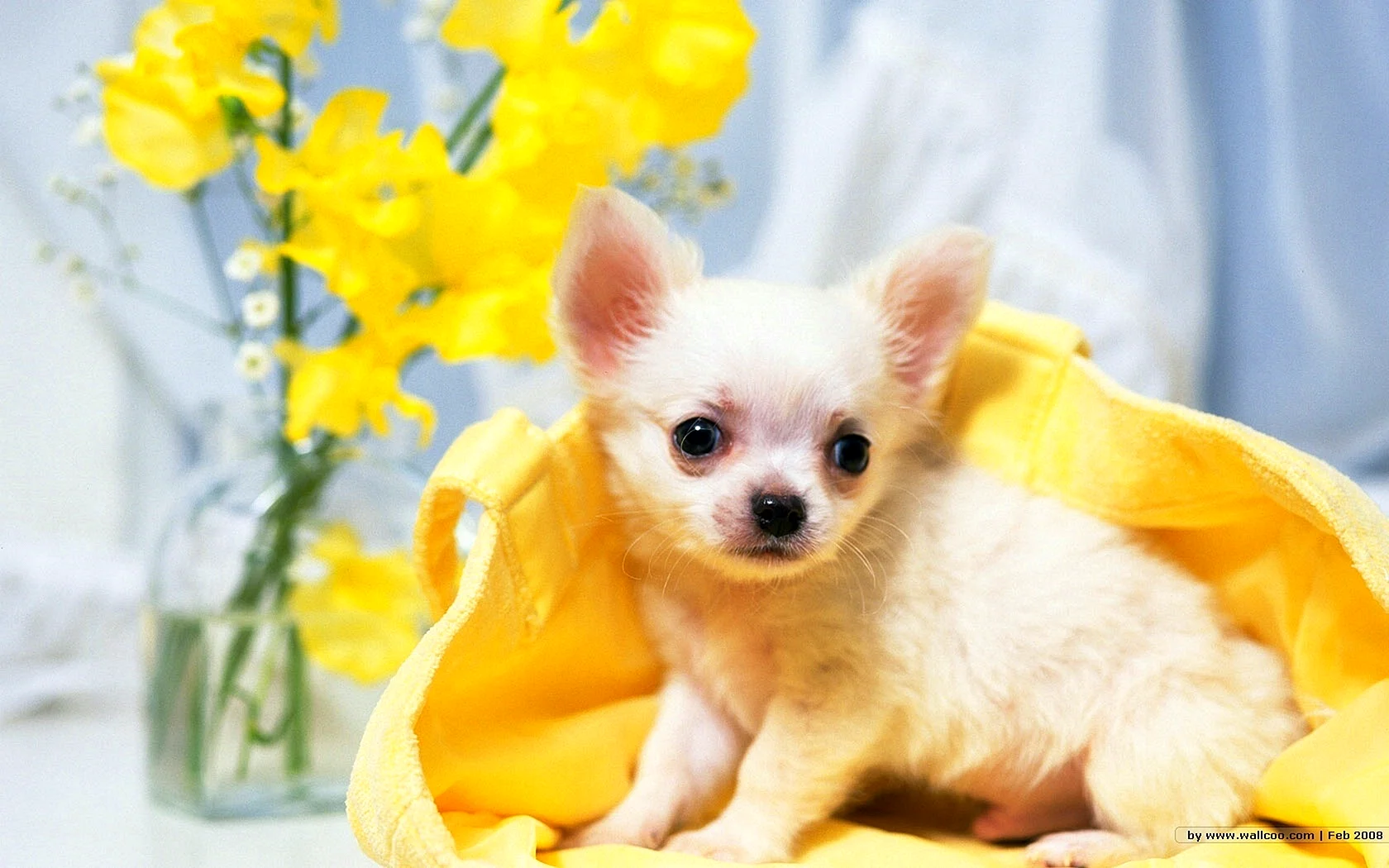Chihuahua Yellow Wallpaper