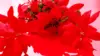 Christmas Poinsettia Flower Background Wallpaper