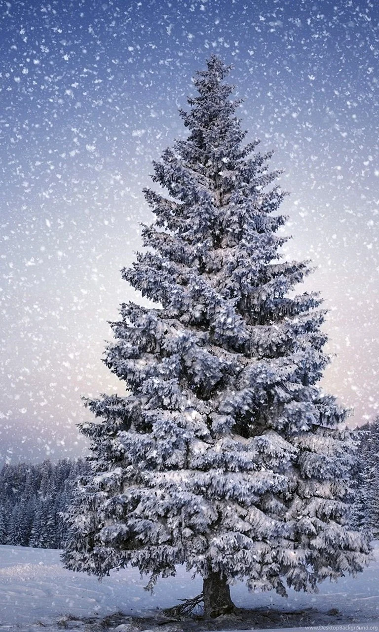 Christmas Tree Snow Wallpaper For iPhone