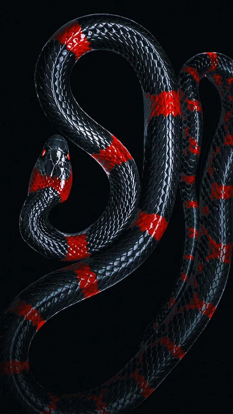 Clamy Snake Wallpaper For iPhone