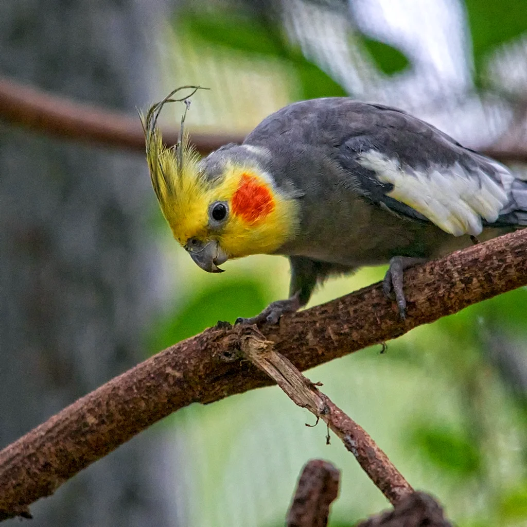 Cockatiel Bird Wallpaper