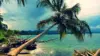 Coconut Tree Beach Wallpaper
