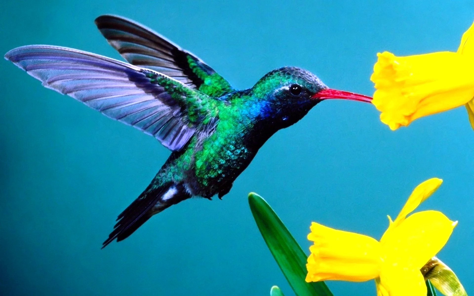 Colibri Bird Wallpaper