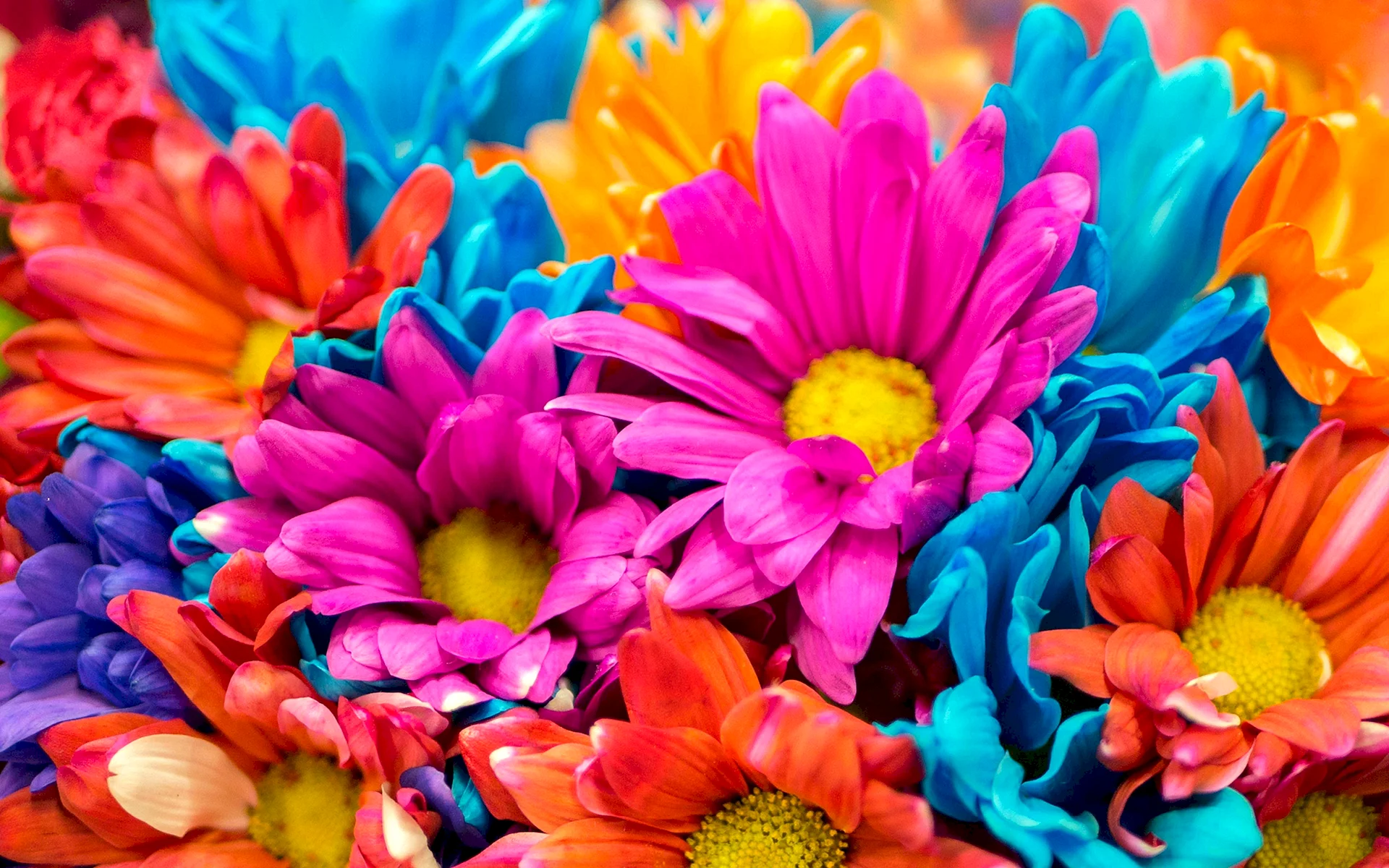 Color Flower 4k Wallpaper