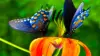 Colorful Butterfly Wallpaper