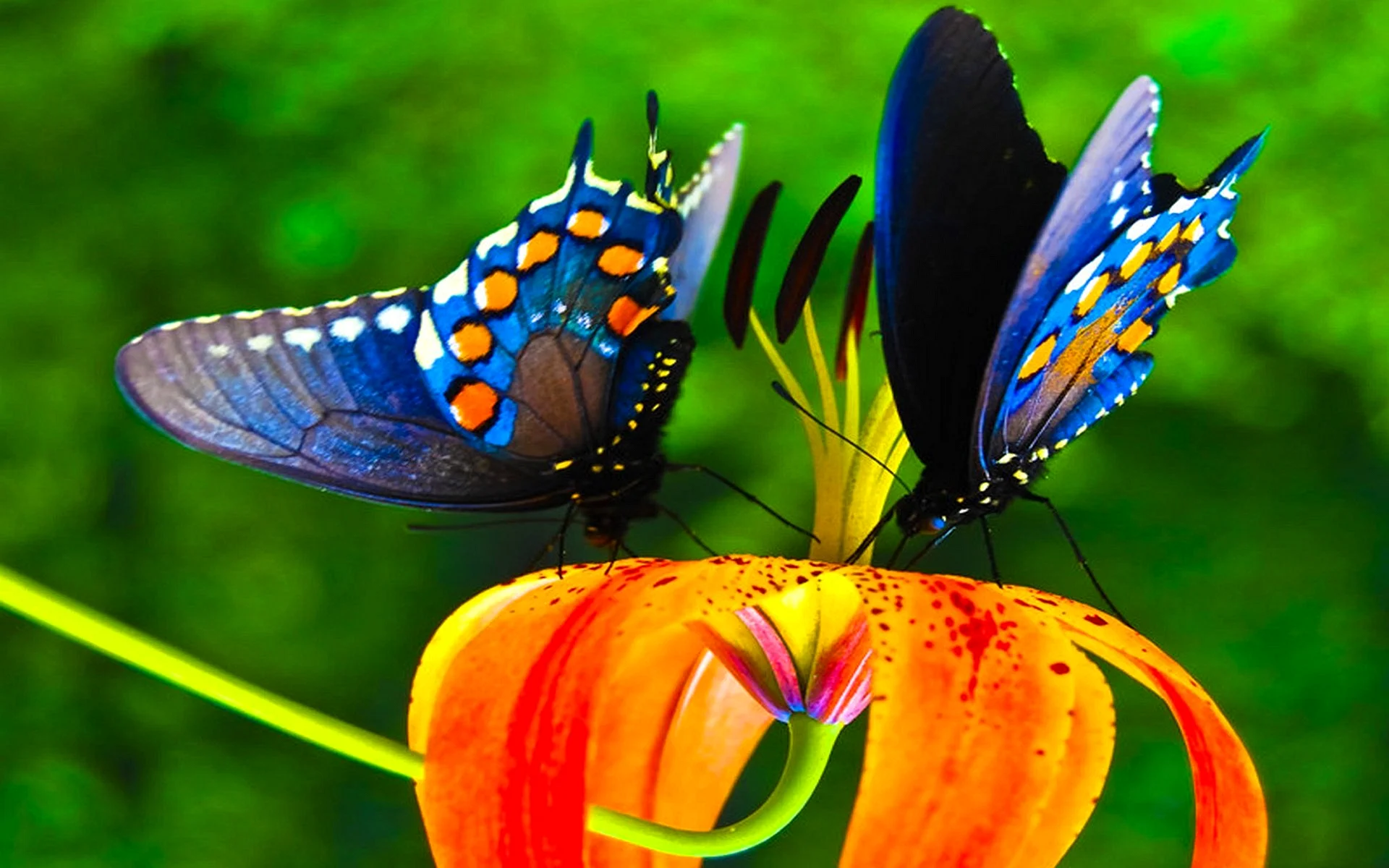 Colorful Butterfly Wallpaper