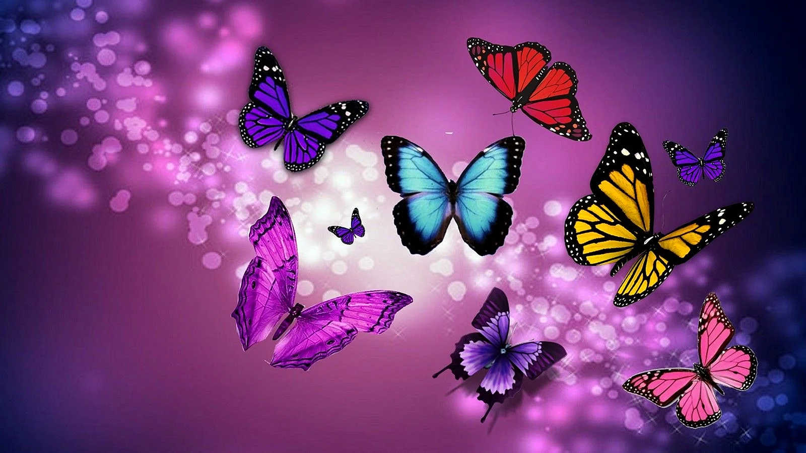 Colorful Butterfly Wallpaper