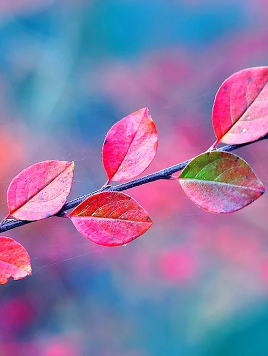Colorful Leaf Wallpaper