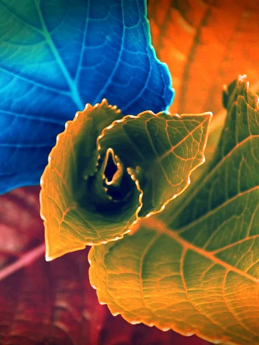Colorful Leaf Wallpaper