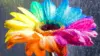 Colorful Rainbow Flowers. Wallpaper