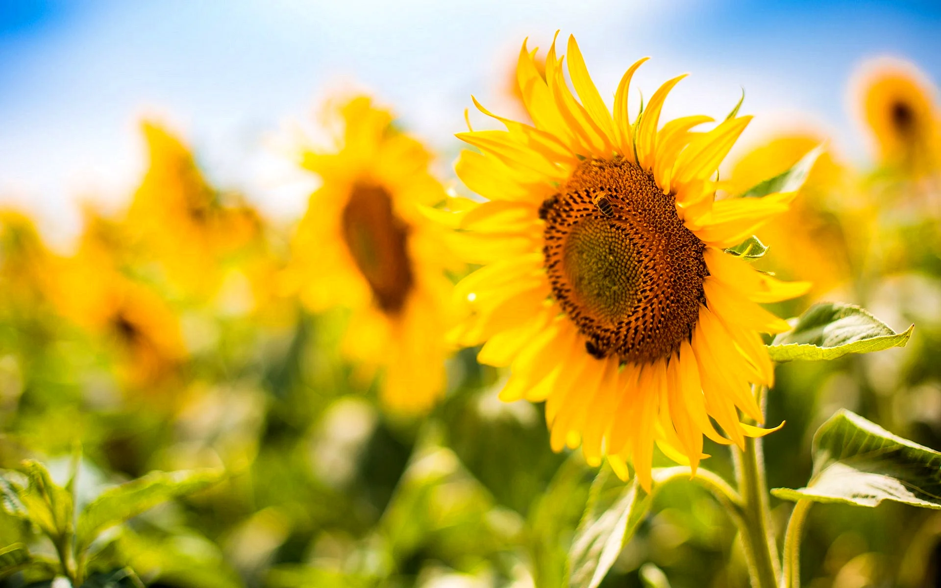 Colorful Sunflower Wallpaper