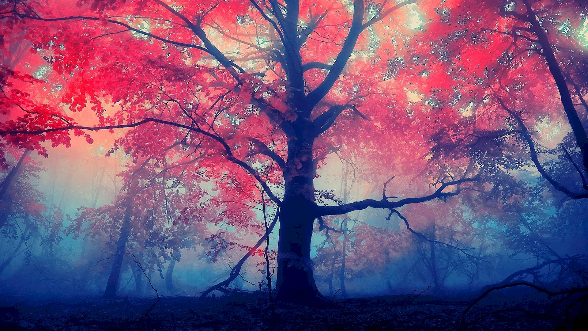 Colorful Tree Wallpaper