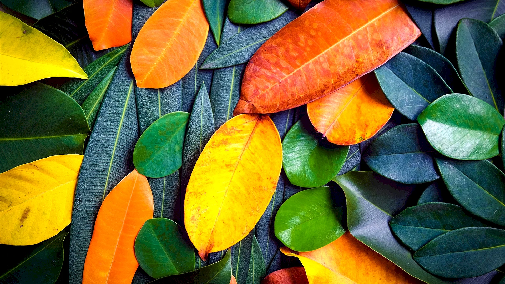 Colorful Tropical Leaf Wallpaper