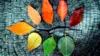 Colorful Leaves Wallpaper