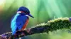 Colourful Birds Wallpaper