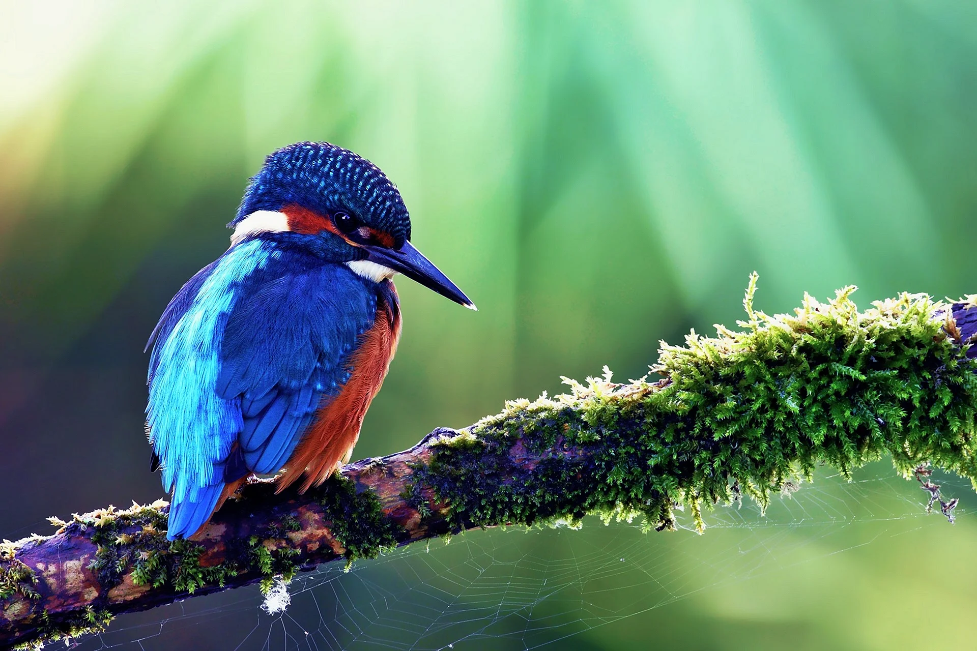 Colourful Birds Wallpaper