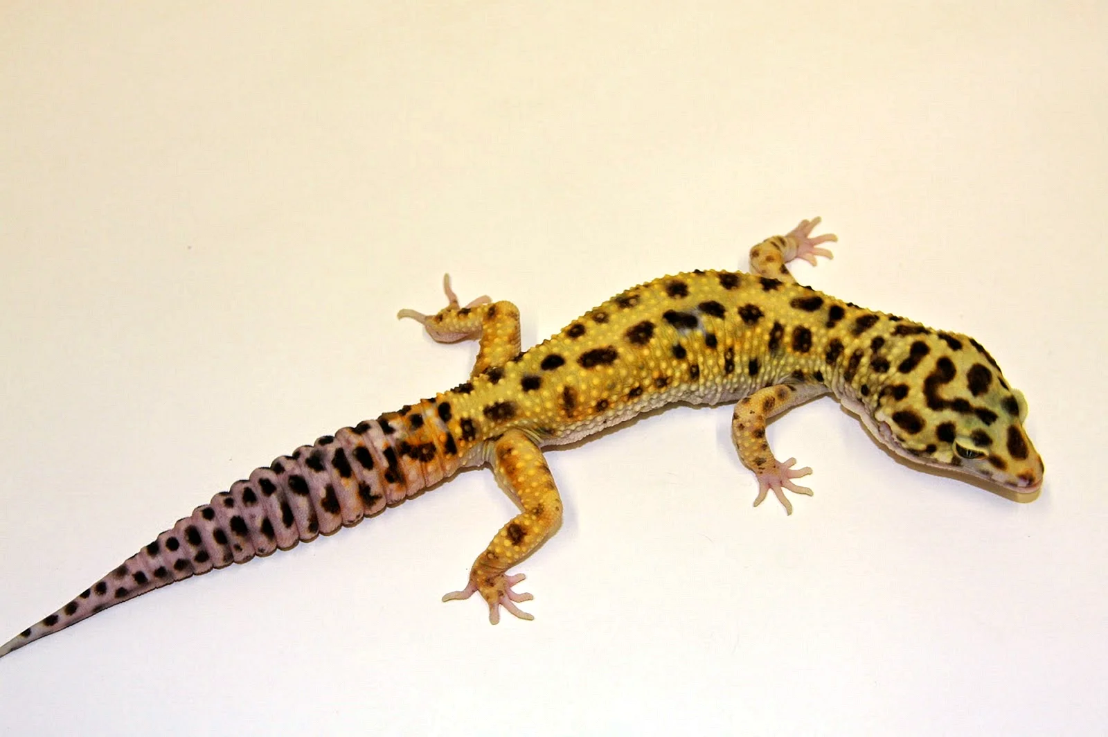 Common Leopard Gecko Wallpaper