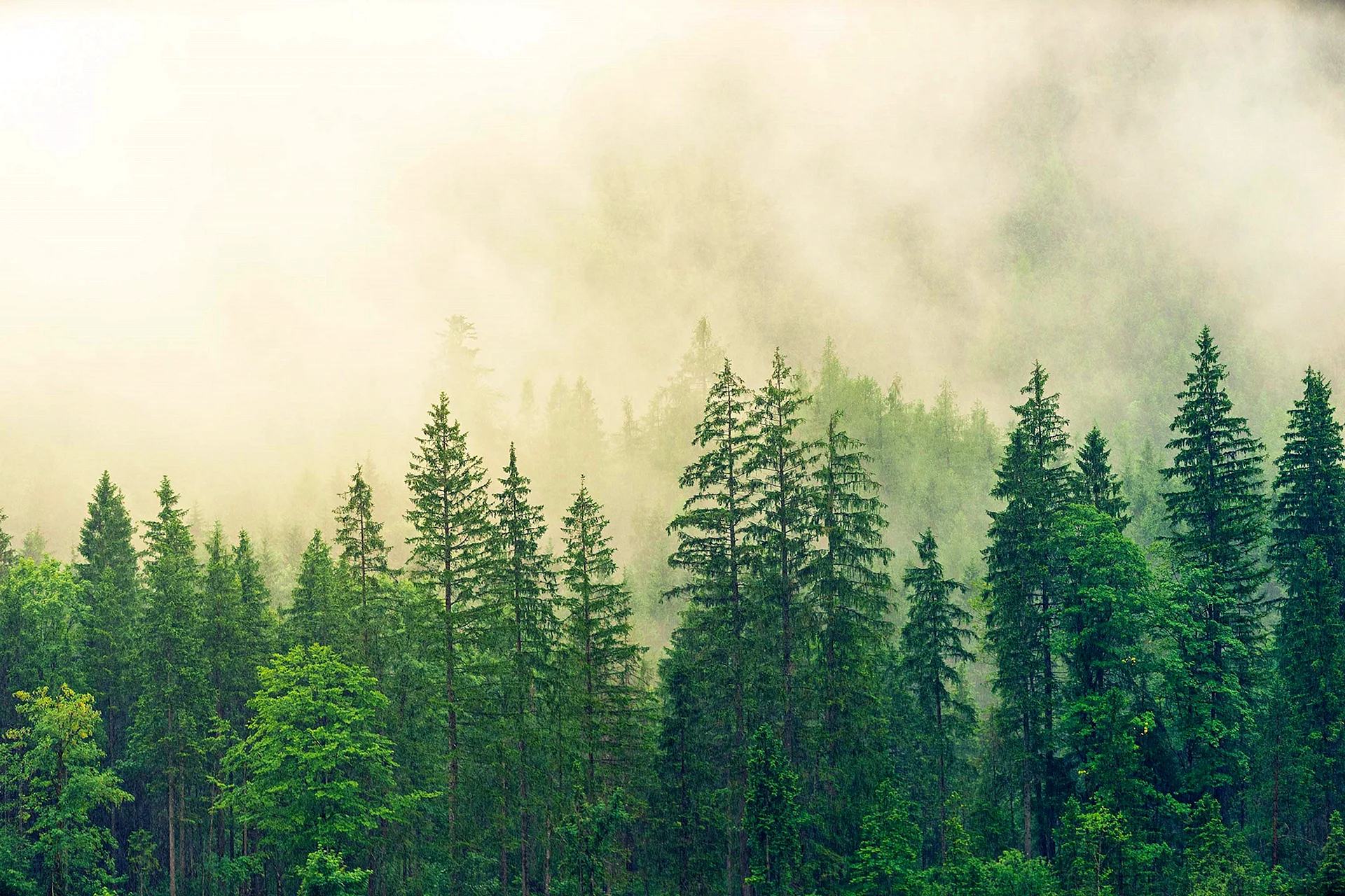 Coniferous Forest Wallpaper