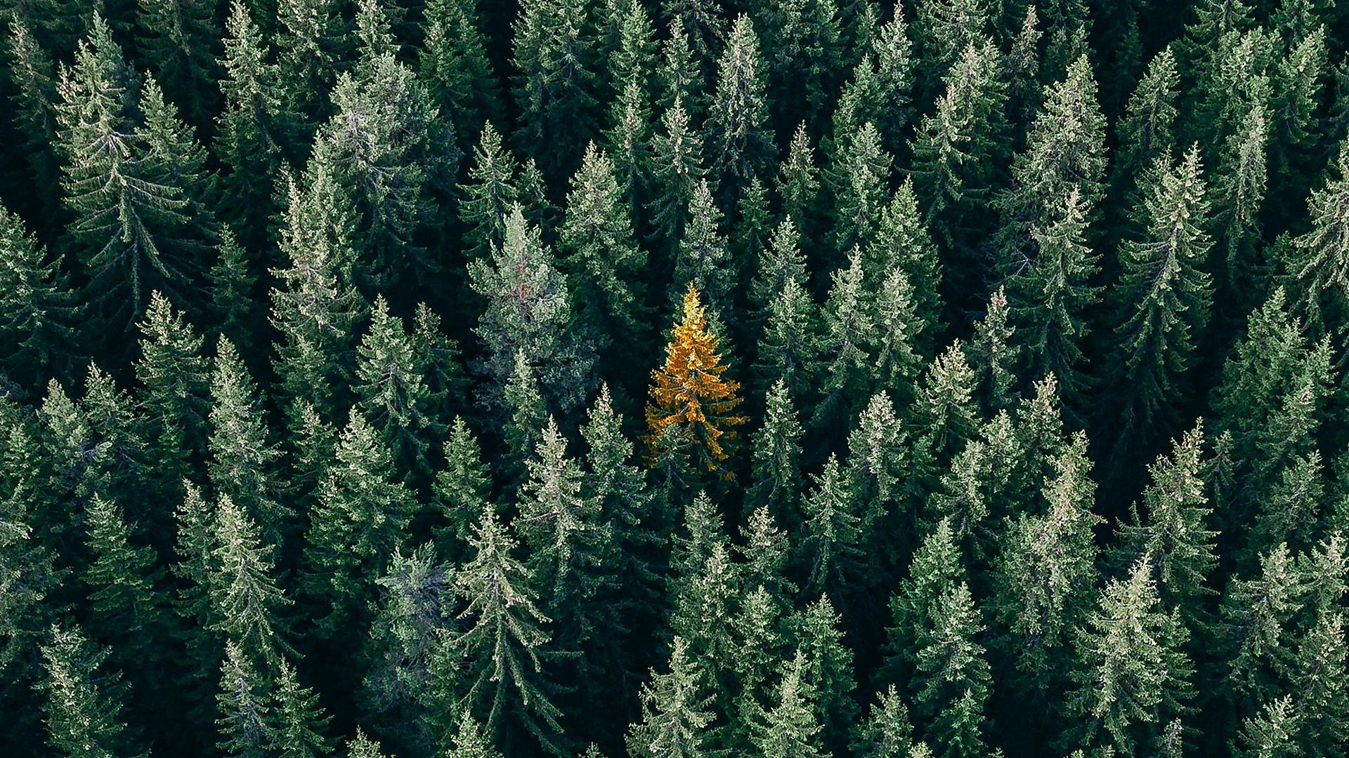 Coniferous Forest Wallpaper