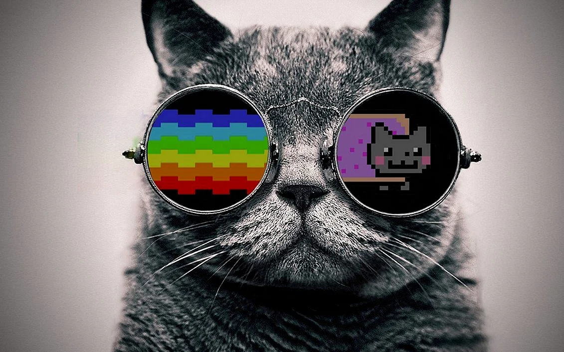 Cool Cat Wallpaper