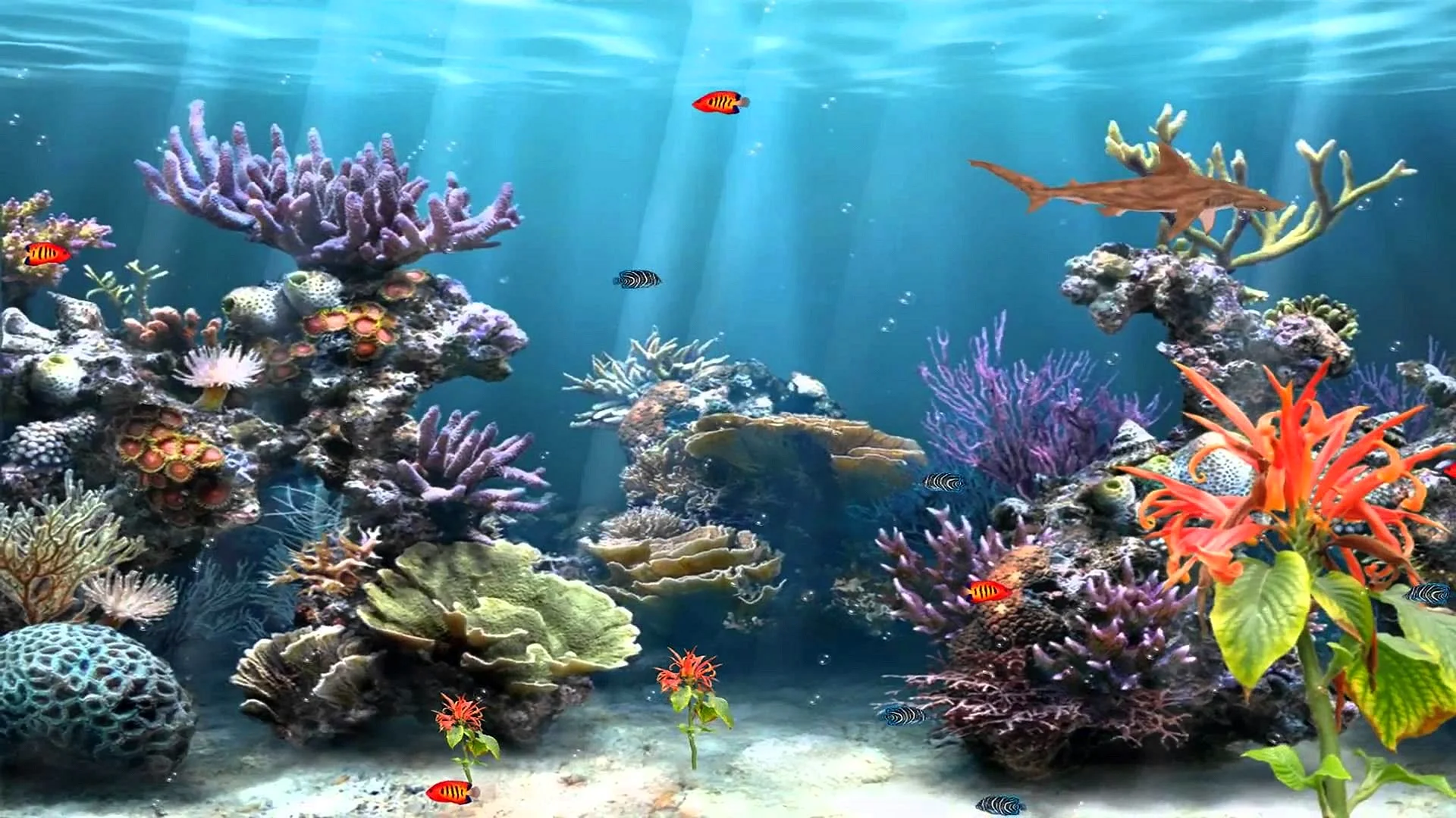 Coral Reef Aquarium Wallpaper