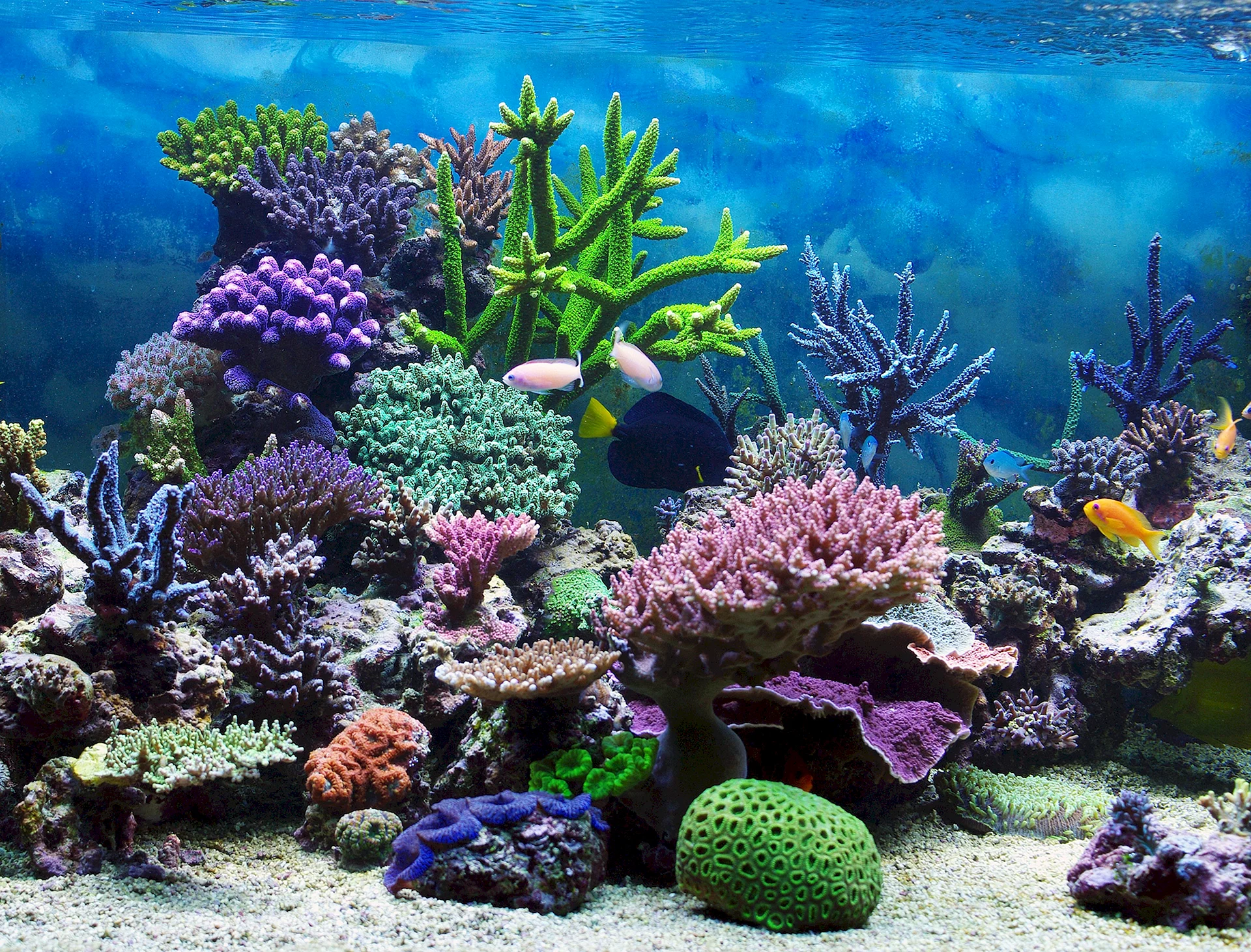 Coral Reef Aquarium Wallpaper