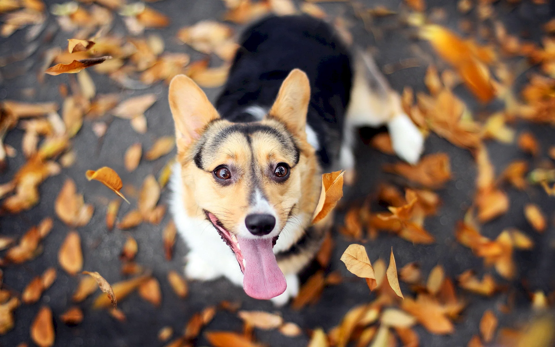 Corgi Wallpaper