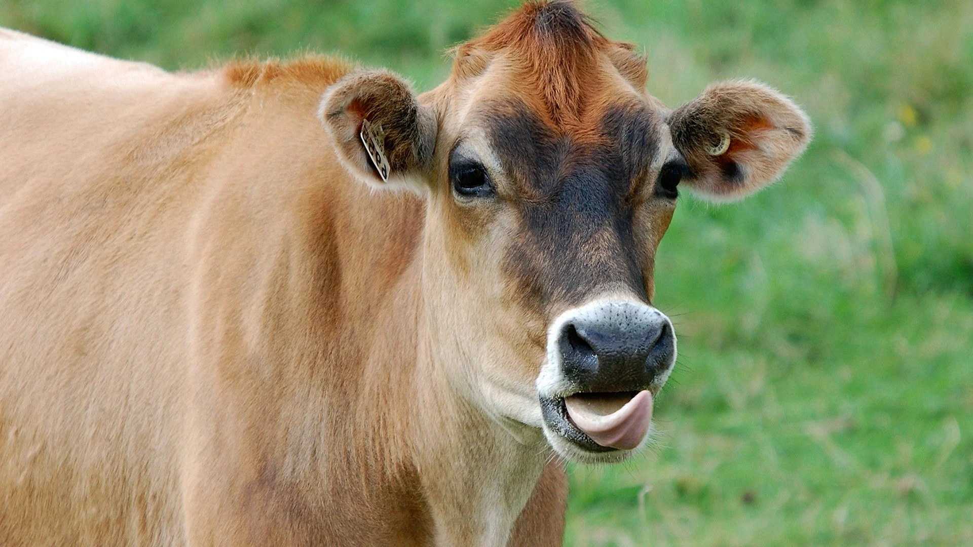 Cow Animal Wallpaper