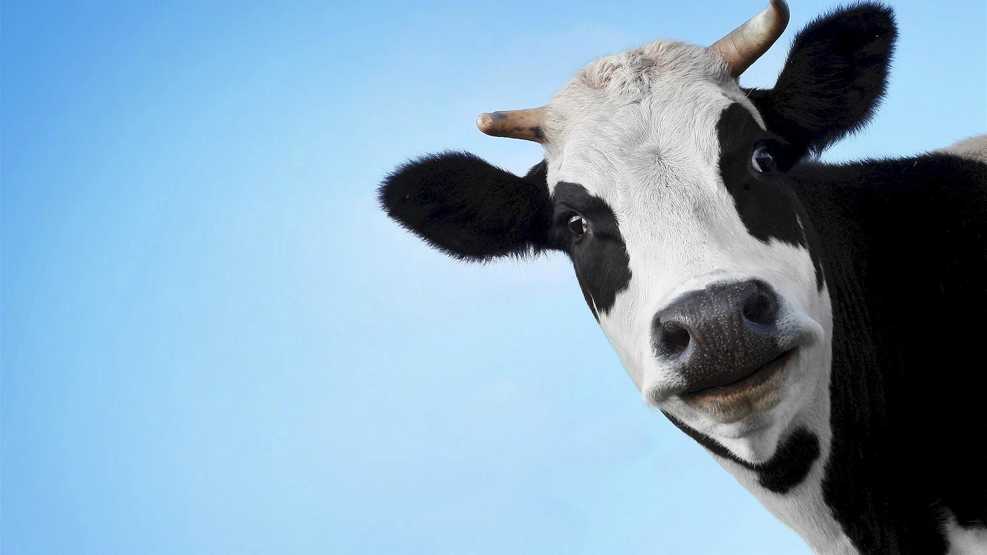 Cow Animal Wallpaper