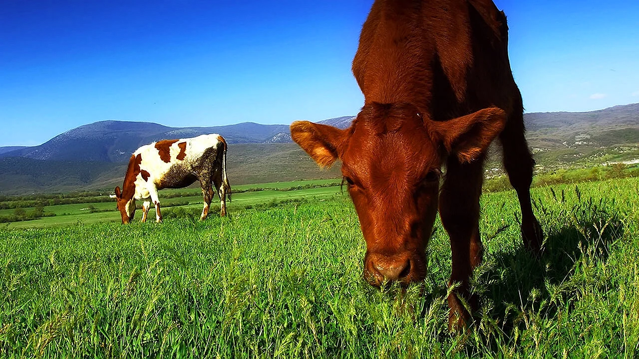 Cow Eating Grass Wallpaper