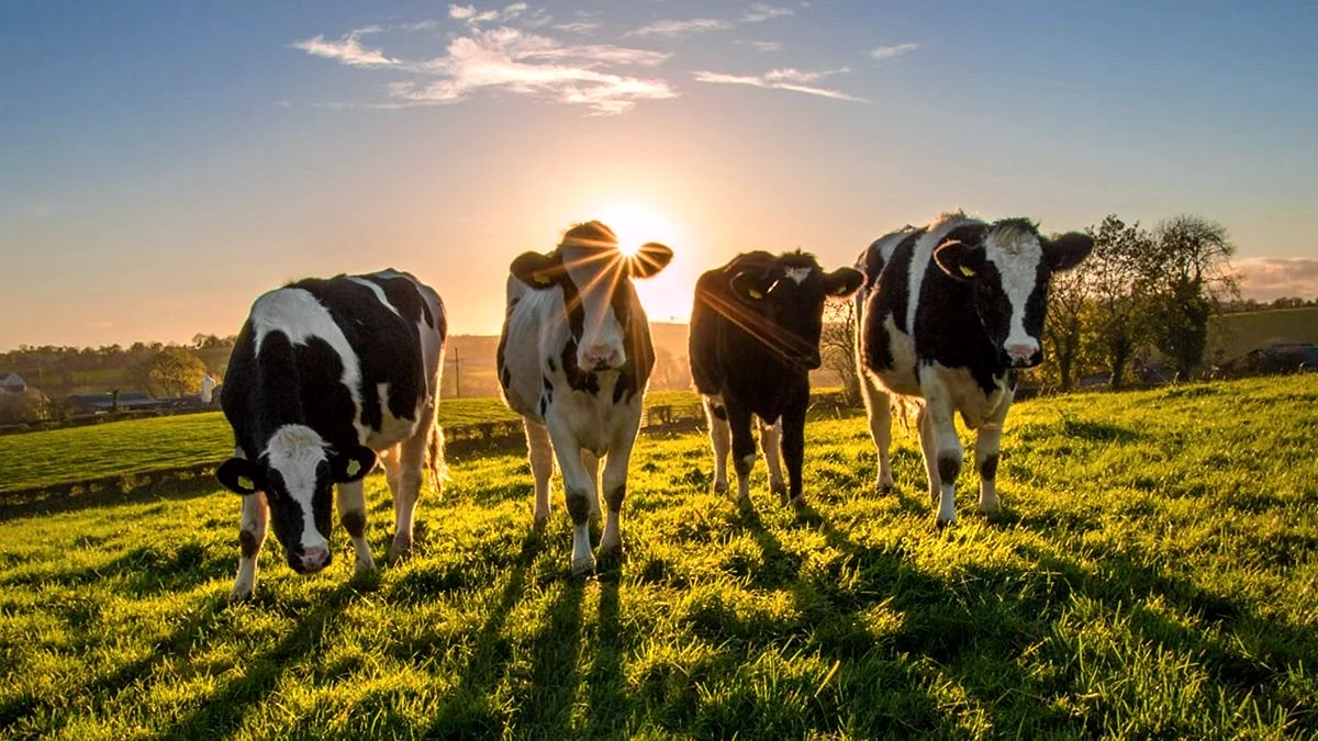 Cow Farming Wallpaper